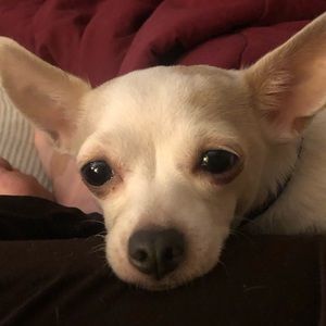 Meet your Posher, Ana